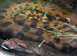 anaconda-river-shutterstock-Vinicius-Fonseca.jpg.webp