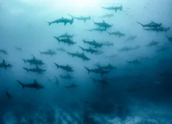 annie-crawley-hammerheads.scubadivingmagazine.november.jpg.webp