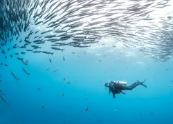 annie-crawley-malpelo.scubadivingmag.march.jpg.webp