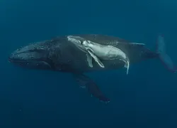 anniecrawley.humpbackmamababy.scubadivingmag.septoct.jpg.webp