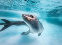 antarctic_leopard-seal-side-eye-by-becky-schott-lp_-copy-_edit.jpg.webp
