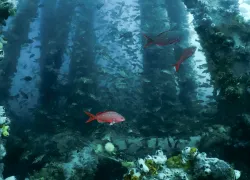 artificialreefmx-_denissesotomayor.jpg.webp