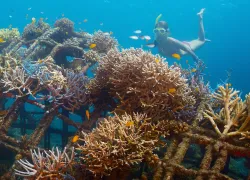 bali-island-coral-restoration-shutterstock-dudarev-mikhailj.jpg.webp