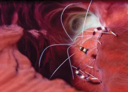 banded-coral-shrimp-richard-condlyffe.jpg.webp