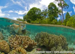 berkleywhite_underwater_split_photo_.jpg.webp