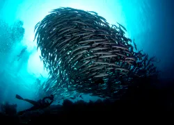 best-dives-fish-schools-barracuda-shutterstock_.jpg.webp