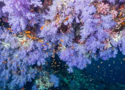 best-diving-fiji-hero-.jpg.webp
