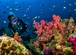 best-diving-thailand-reef-andaman-sea.jpg.webp