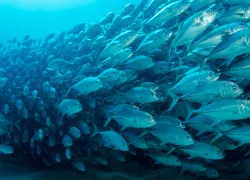 best-mexico-dive-regions-cabo-pulmo-hero.jpg.webp