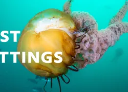best-underwater-camera-settings-header-.jpg.webp