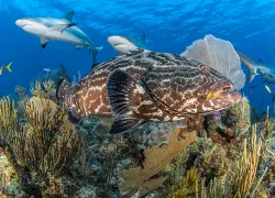 black-grouper-cuba-brandon-cole.jpg.webp