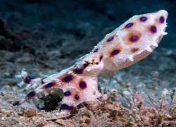 blue-ringed-octopus-koh-tao-elaine-brett.jpg.webp