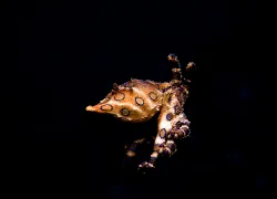 blue_ring_octopus_flying.jpg.webp