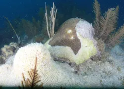 brain-corall-looe-key-stony-coral-tissue-loss-disease-greg-mcfall-noaa.png.webp