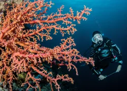 buddy-diving-photo.jpg.webp