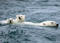 canada-series-great-north-polar-bears-jill-heinerth-.jpg.webp