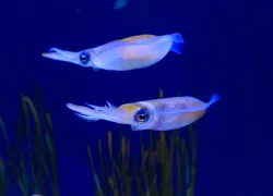 caribbean-reef-squid-shutterstock-cassiohabib.jpg.webp