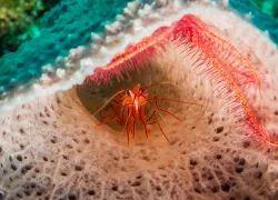 caribbean-sponge-shrimp-shutterstock-leonardo-gonzalez.png.webp