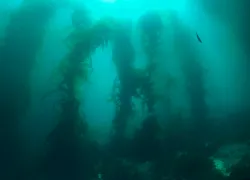 casino-point-catalina-island-video.jpg.webp