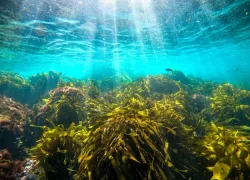 catalina-kelp-forest-jack-fishman.jpg.webp