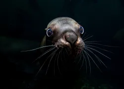celia-kujala-shortlisted-community-choice-award-ocean-images-.jpg.webp