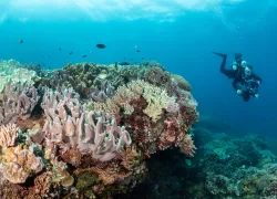 choosing-best-uw-camera-brent-durand-underwater.jpg.webp