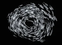 circle-fish-school-alex-mustard.jpg.webp