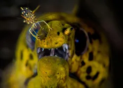 cleaner shrimp moray eel.jpg.webp