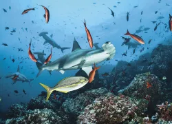 cocos-island-damien-mauric.jpg.webp