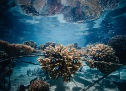 coral-garden-coral-gardeners-ryan-borne.png.webp