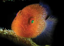 coral-golby.jpg.webp