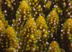 coral-spawning-acropora-queensland-close-up-shutterstock-coral-brunner.jpg.webp