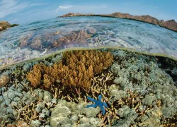 coral-spotter.jpg.webp