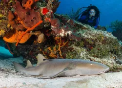 cozumel-photographer-nurse-shark-brandon-cole.jpg.webp