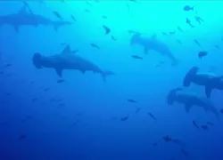 hammerhead sharks underwater Galapagos Islands Cressi