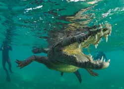 crocodile_jesus_cobaleda_shutterstock__teaser.jpg.webp