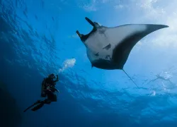 dive-ninja-expeditions-aware-partner-manta-jay-clue-.jpg.webp