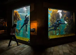 dive-volunteers-cleaning-doug-duran-bay-area-news-group.jpg.webp