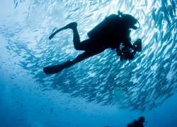divequest-martin-edge.jpg.webp