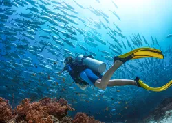 diver-finning-fish-shutterstock-dudarev-mikhail.jpg.webp