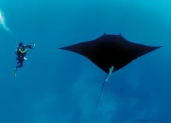 diver-manta-annie-crawley.png.webp