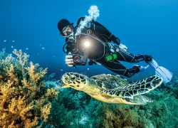 diver-photographs-sea-turtle-courtesy-sealife.jpg.webp