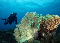 diver-reef-shutterstock-oksana-maksymova.jpg.webp