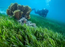 diver-seagrass-shutterstock-august.jpg.webp