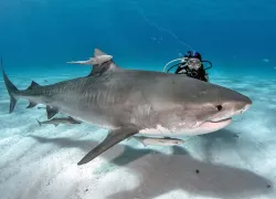 diver-tiger-shark-shutterstock-tomas-kotouc.jpg.webp