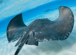 diver-type-preview.jpg.webp
