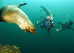 diving-underwater-canada-sea-lions-jill-heinerth-.jpg.webp