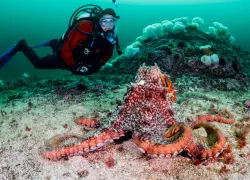 diving_vancouver_bc_teaser-_.png.webp