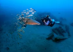 dottiebenjaminphotographingsandtigershark_stevebarlow.jpg.webp