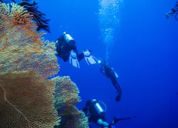 drift-divers-wall-palau-shutterstock-tankbar.png.webp